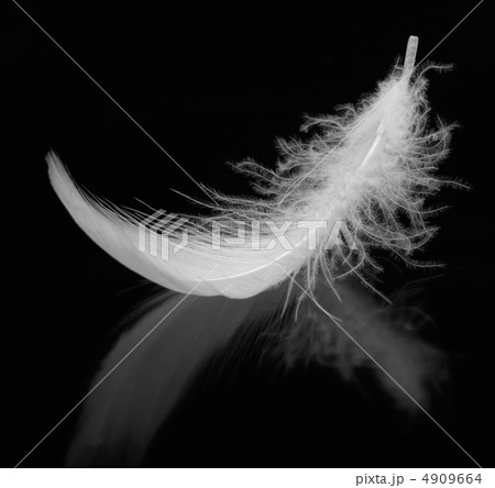 Feather 4909664