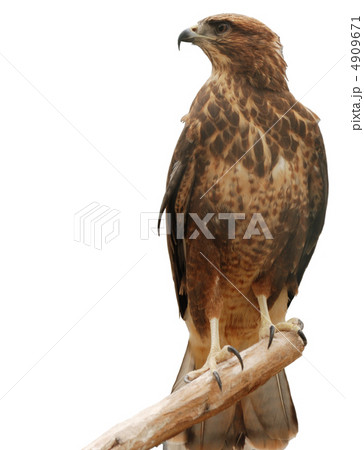 Falcon Falcon 4909671