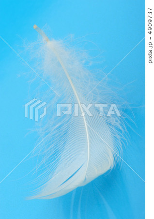 Feather 4909737