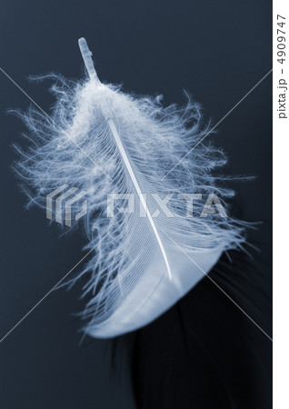 Feathers Feathers 4909747