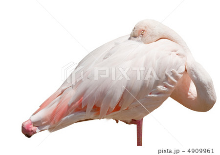 flamingo flamingo 4909961