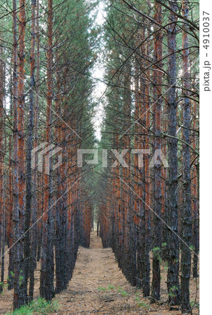 Forest 4910037