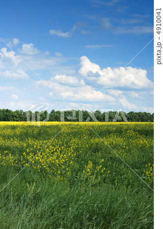 Field Field 4910041