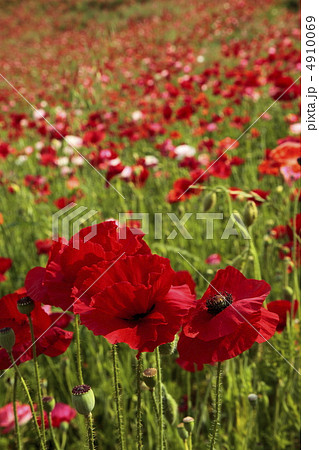 シャーレーポピー 4910069