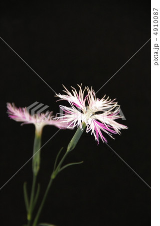 カワラナデシコ カワラナデシコ 4910087