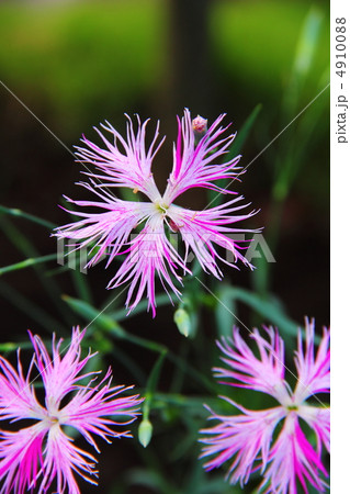 カワラナデシコ カワラナデシコ 4910088