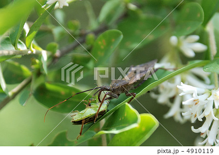 獲物の体液を吸うオオトビサシガメ 4910119