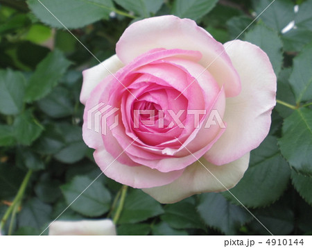 ピエールドゥロンサール 4910144