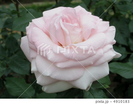 マイガーデン 4910183