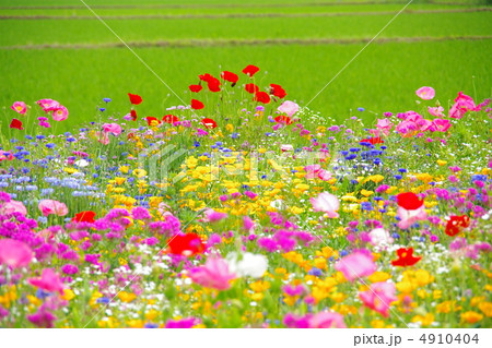 ワイルドフラワー ワイルドフラワー 4910404