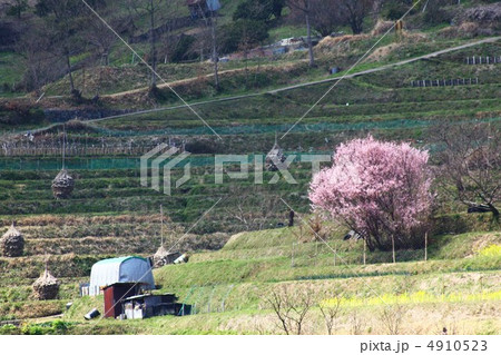 明日香稲渕の棚田 明日香稲渕の棚田 4910523