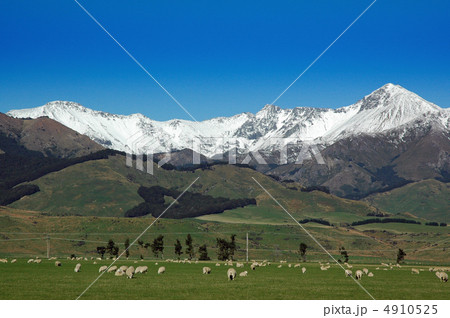 ニュージーランド　羊　山脈　風景　牧場　酪農　観光 4910525