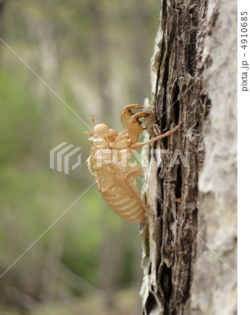 蝉の抜け殻 蝉の抜け殻 4910685
