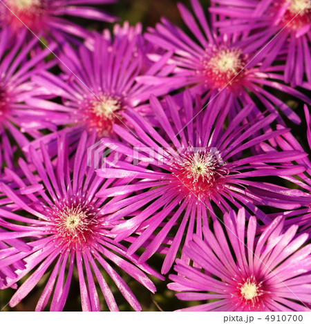 マツバギク3 4910700