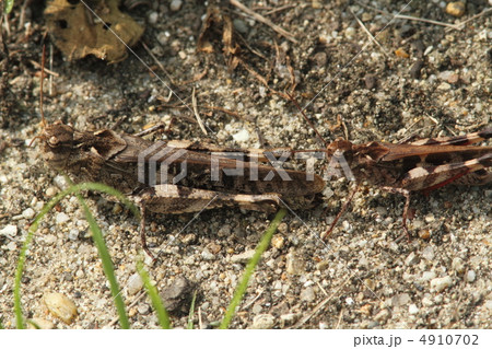 クルマバッタモドキ褐色型 クルマバッタモドキ褐色型 4910702
