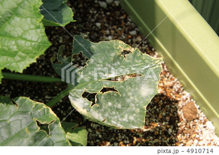 うどんこ病のきゅうりの葉 うどんこ病のきゅうりの葉 4910714