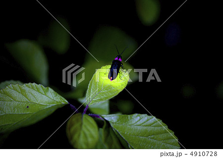 【夏イメージ】ゲンジボタルの発光 4910728