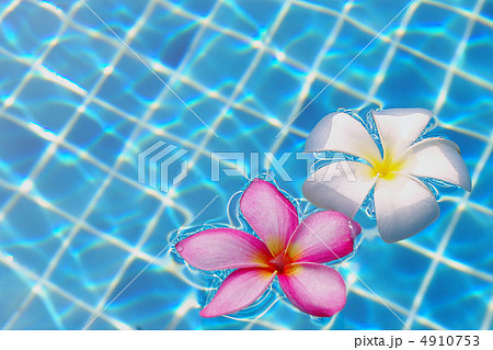 水に浮かぶプルメリア 4910753