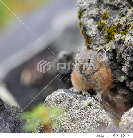 エゾナキウサギ 4911018