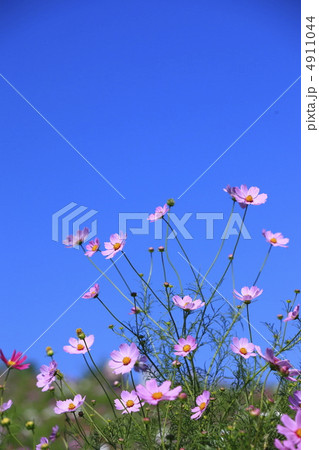 秋晴の青空とコスモス 秋晴の青空とコスモス 4911044