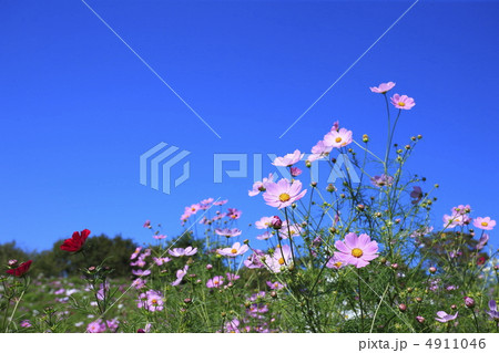 秋晴の青空とコスモス 秋晴の青空とコスモス 4911046