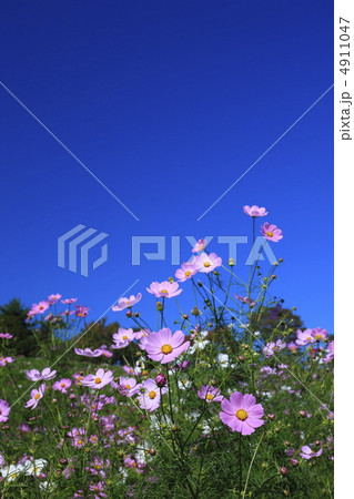 秋晴の青空とコスモス 4911047