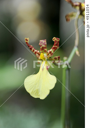 オンシジューム　スプレンディダム 4911054