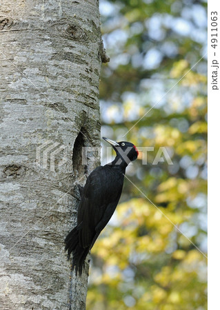 クマゲラ クマゲラ 4911063