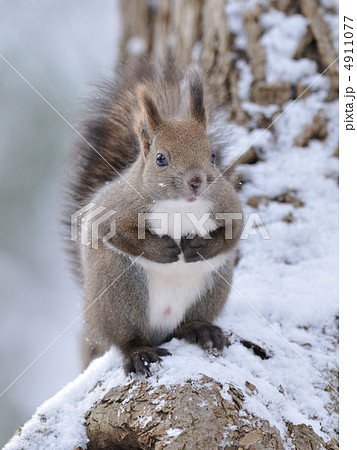 エゾリス 4911077