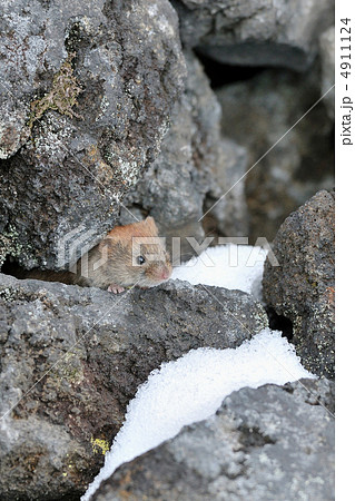 ミカドネズミ 4911124