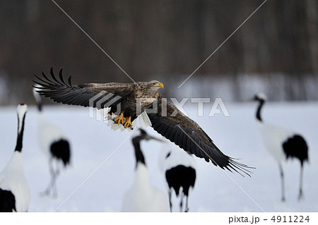 オジロワシとタンチョウ 4911224