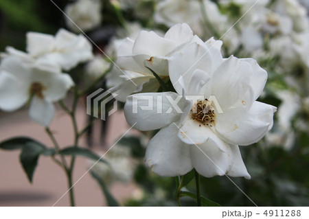 中ノ島バラ園のイヌツゲ 4911288