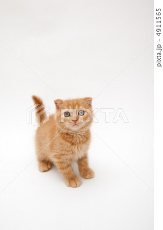 ポーズをつけて座る 4911565