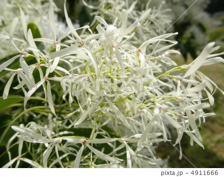 ひとつばたご なんじゃもんじゃ 花言葉 清廉 Snow Flowerの写真素材