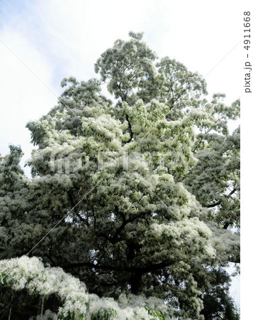 ひとつばたご なんじゃもんじゃ 花言葉 清廉 Snow Flowerの写真素材