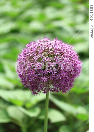 アリウムギガンチウム 4911885