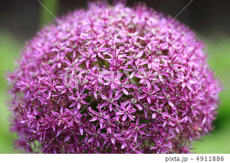 アリウムギガンチウム 4911886