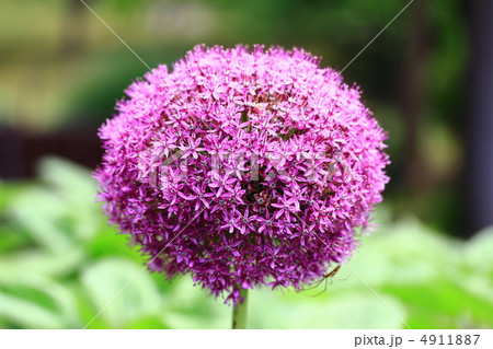 アリウムギガンチウム 4911887