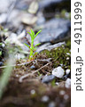 芽 4911999