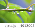 枝と滴 4912002
