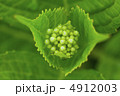 あじさい 4912003