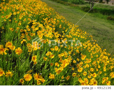 初夏の花　キンケイギク 4912136