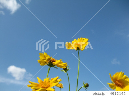 初夏の花　キンケイギク 4912142