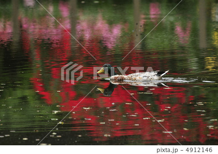 満開のバラの湖面を進むカモ 4912146