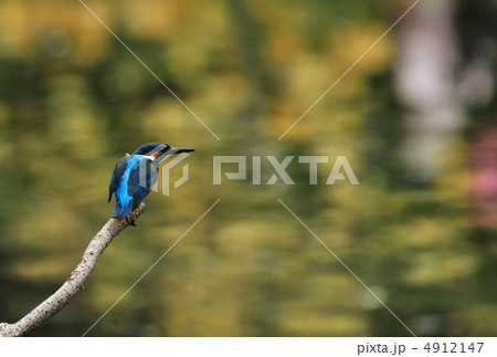 カワセミの黄色のバラのステージ 4912147