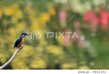カワセミの黄色のバラのステージ 4912152