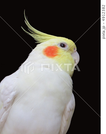 オカメインコ オカメインコ 4912382