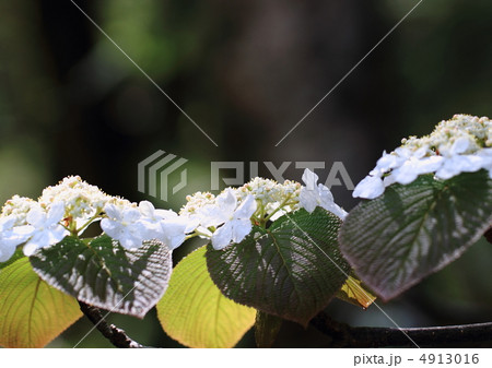 大亀の木Viburnum furcatum 4913016