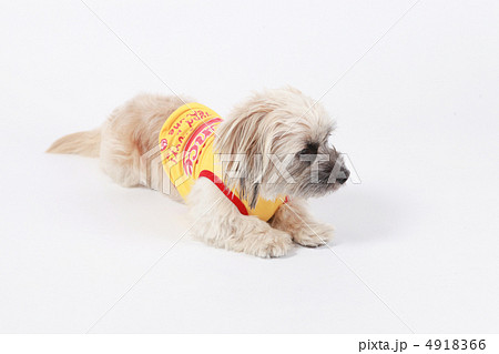 愛犬 愛犬 4918366