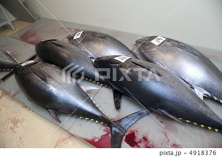 本マグロ 本マグロ 4918376